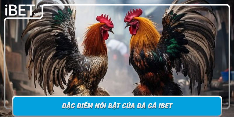 Dac Diem Noi Bat Cua Da Ga Ibet Su Khac Biet Tao Nen Dang Cap